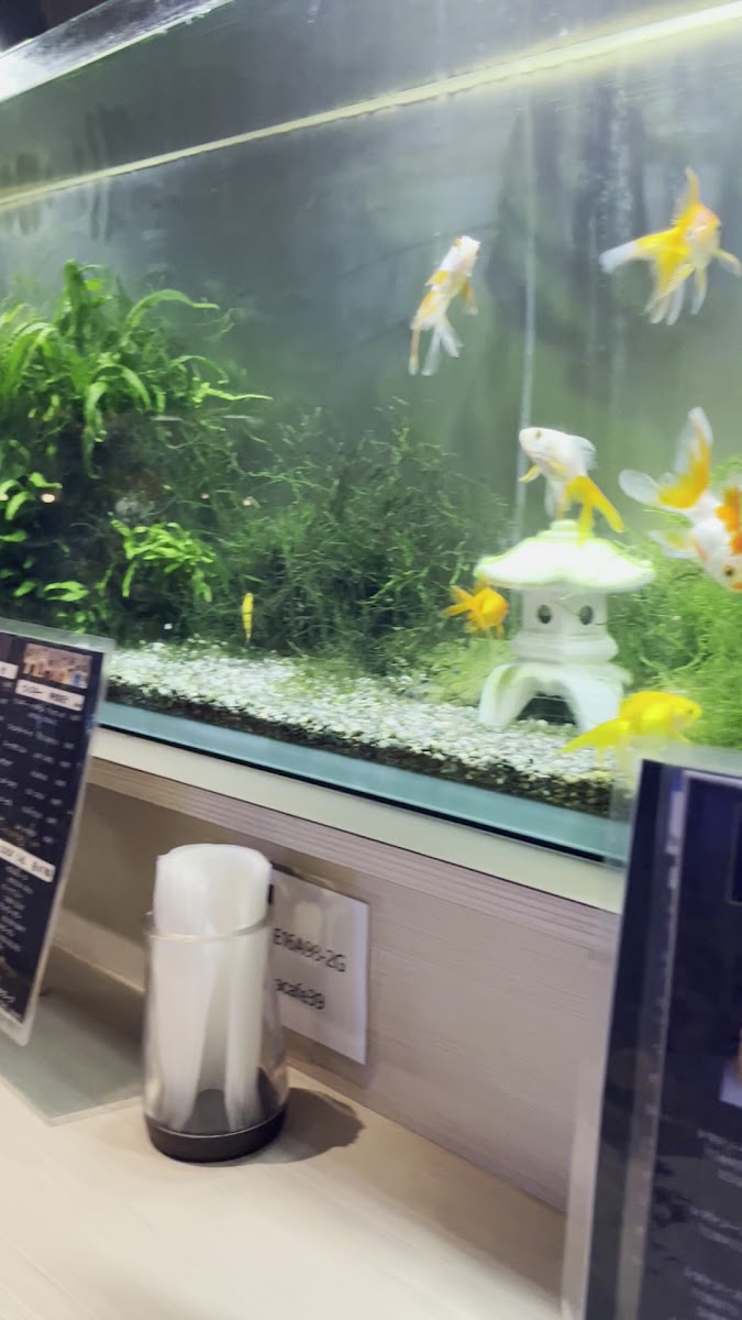 Aquarium Cafe & Bar ZorA - 2