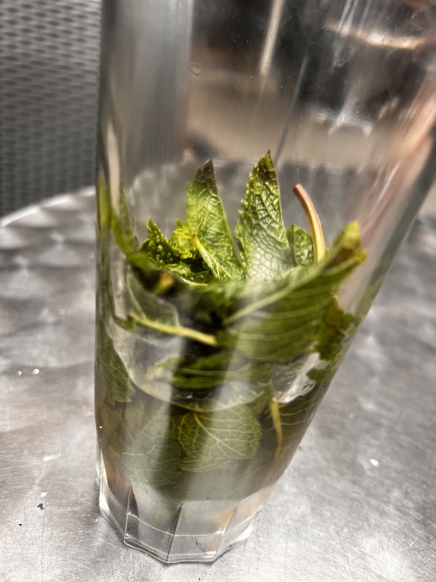 Salon De Thé Al Jazeera - 2