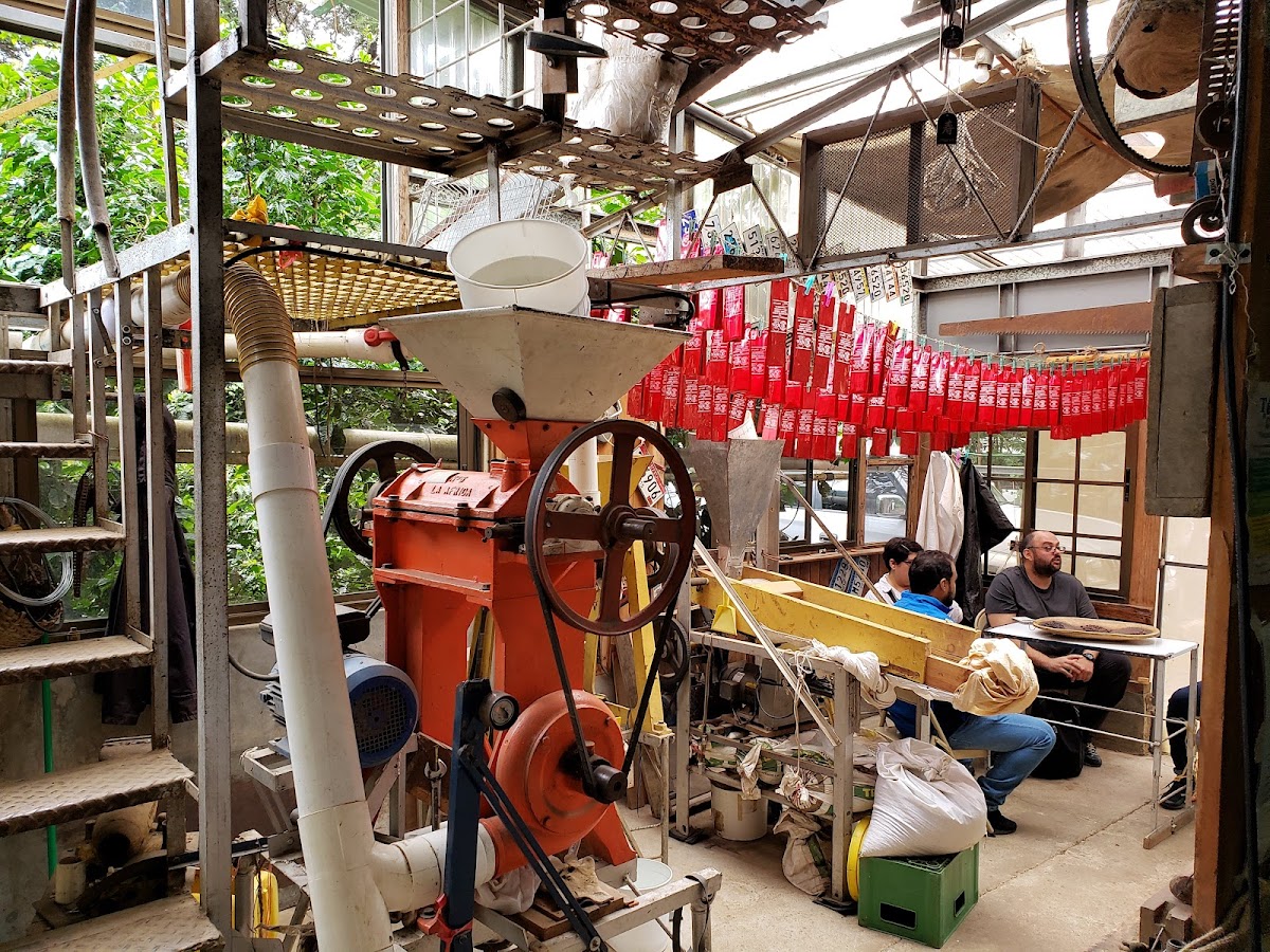 Cafetales Don Alfredo - La Milagrosa