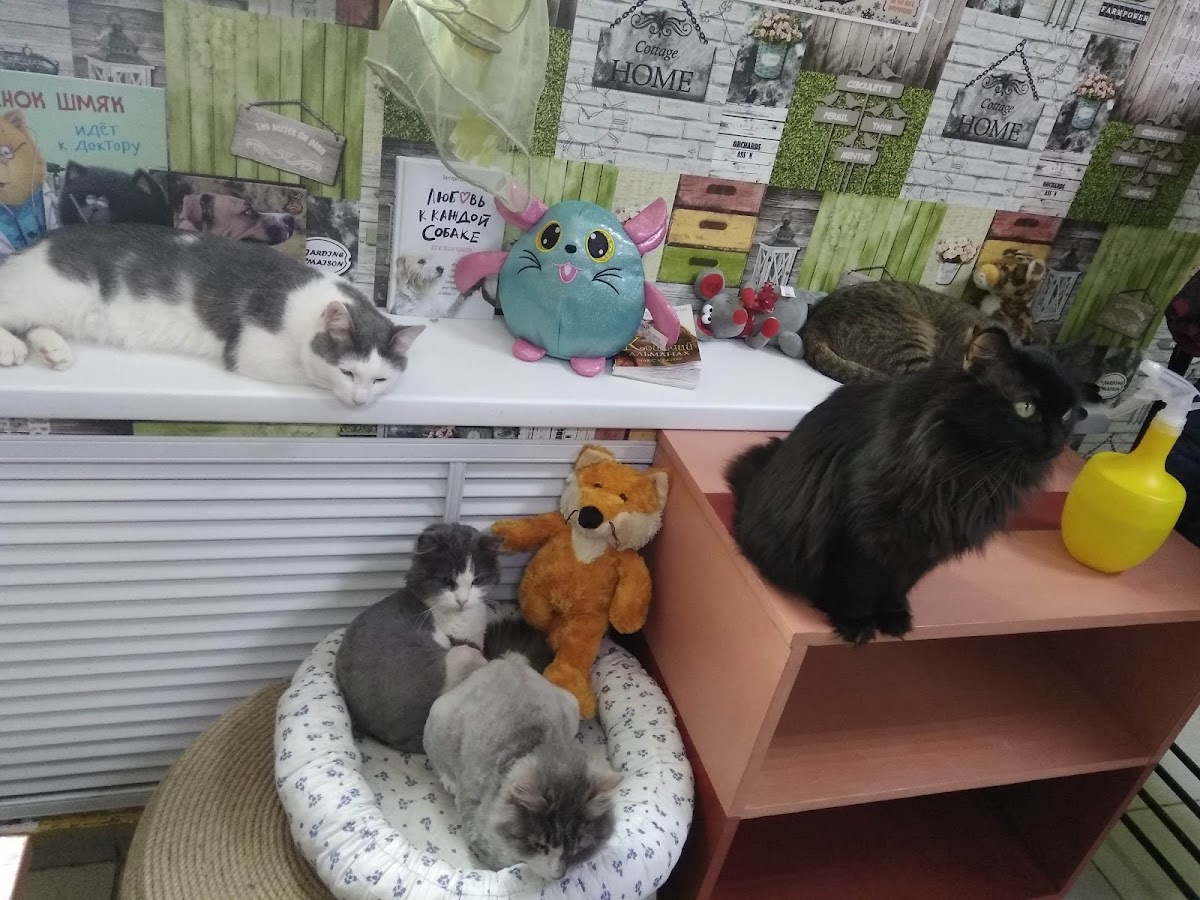 Kotokafe 'Kot-Obormot'