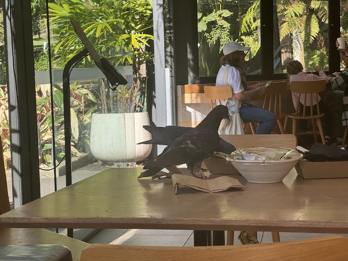 Farm Cove Eatery - 3