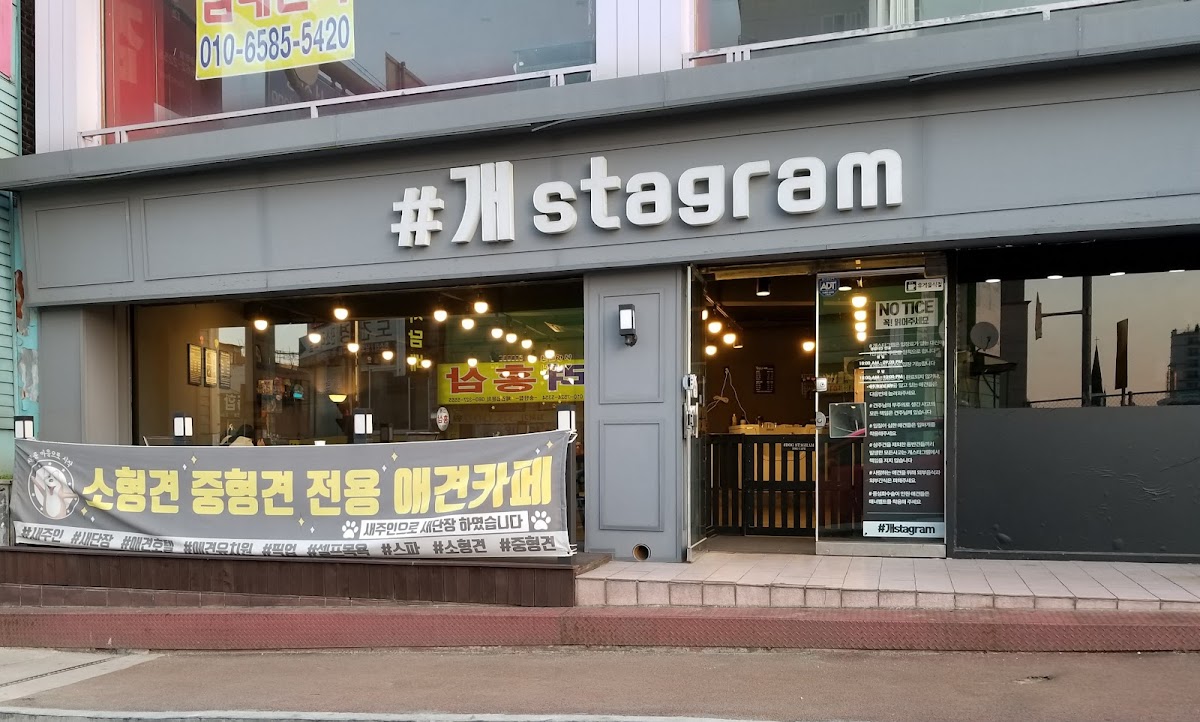 개스타그램 (Dog Cafe)