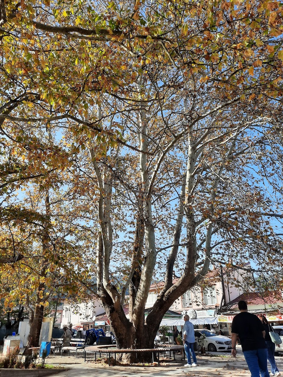 Göçmen Kahvesi - 2