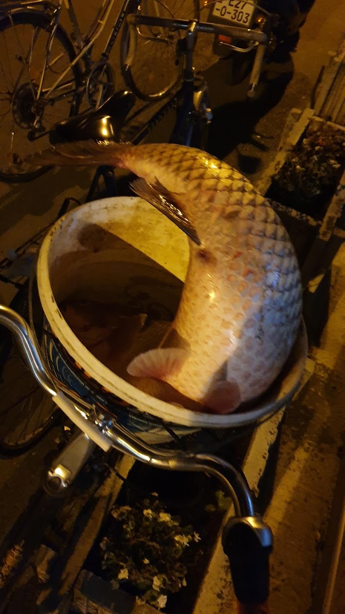 Caffe Pizzeria X - 6