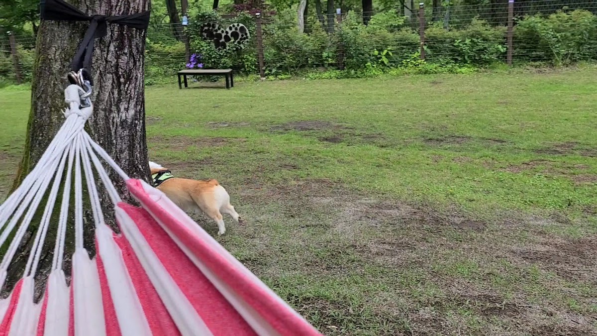 le chien heureux(ル シアン ウールー) - 2