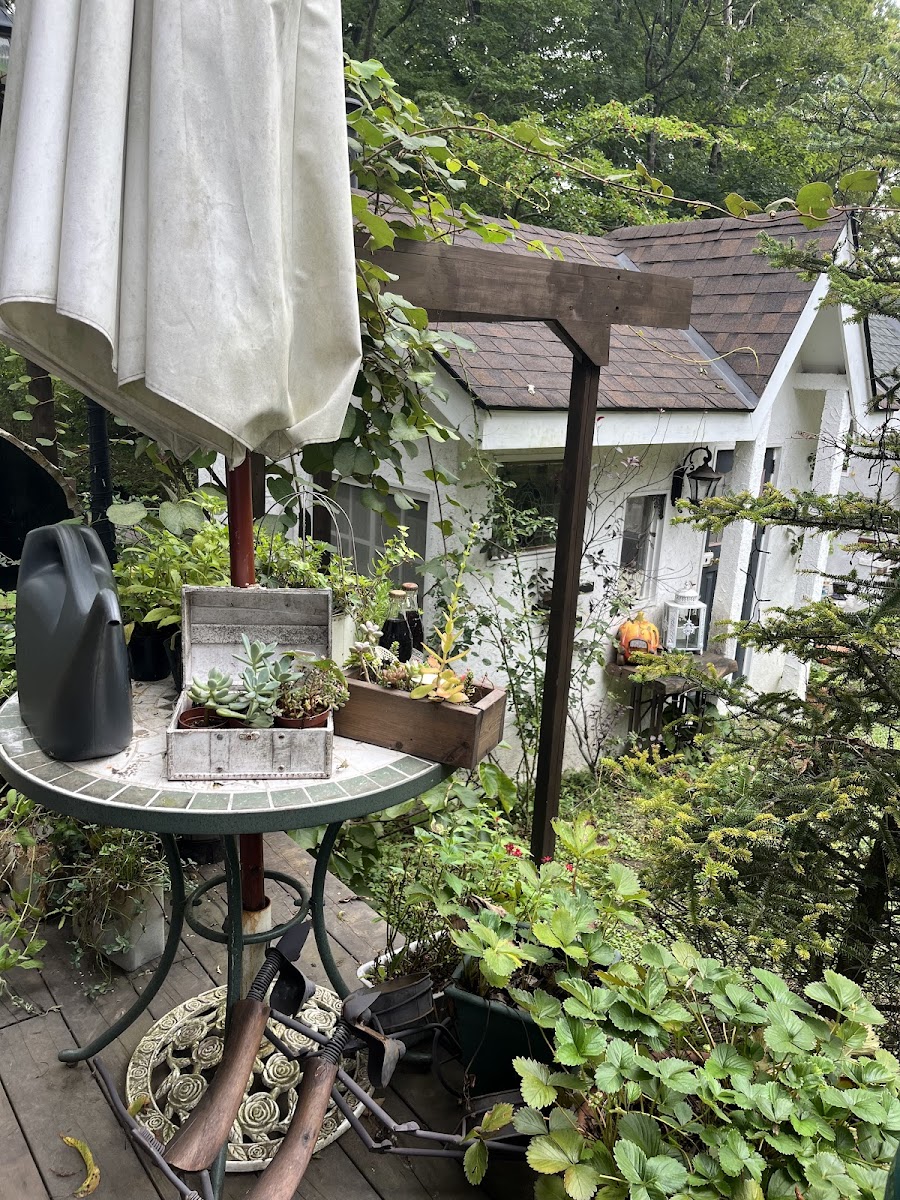 le chien heureux(ル シアン ウールー) - 3