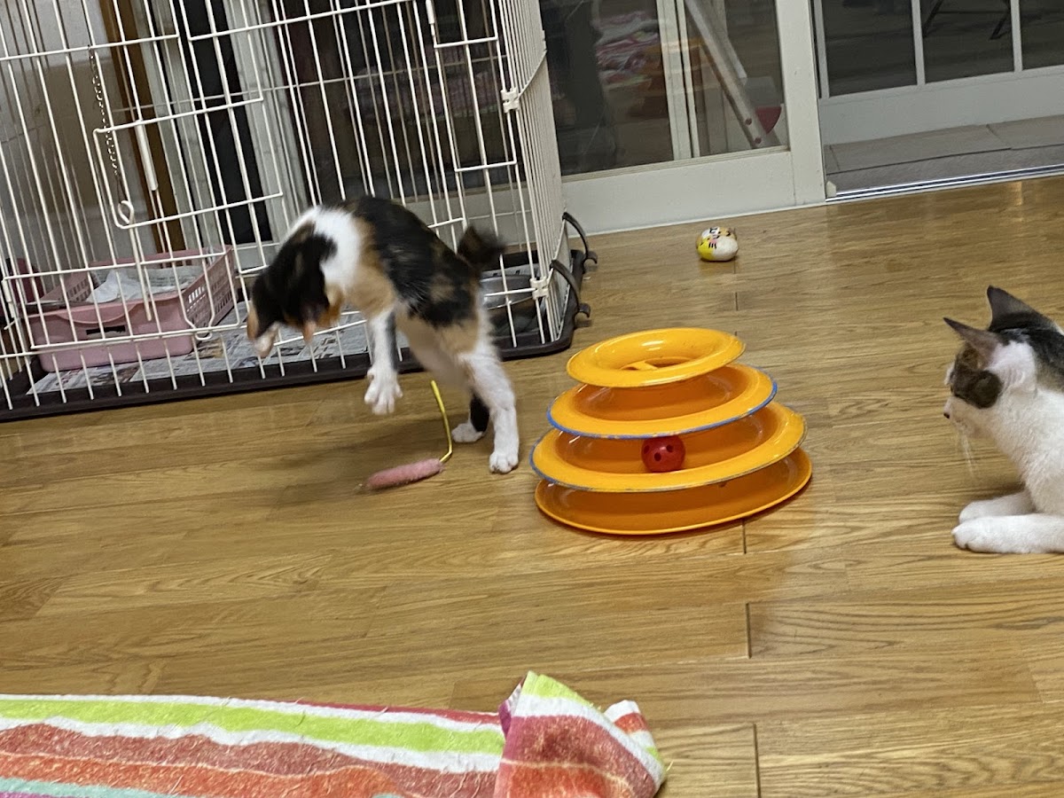 Cat Cafe Nekonoiruie Yasuragi