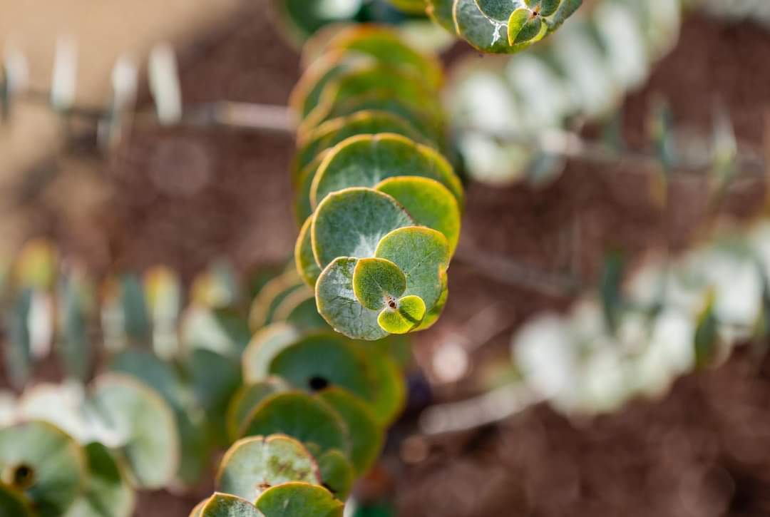 Gargarro Botanic Garden Cafe - 8