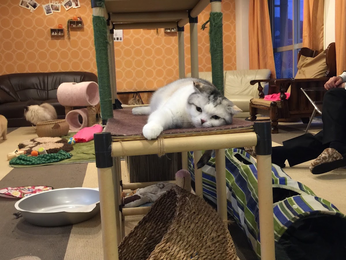 Neko Cafe Naru