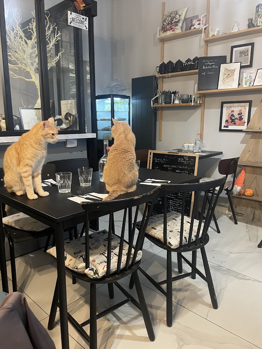 LES CHATS TOUILLEURS