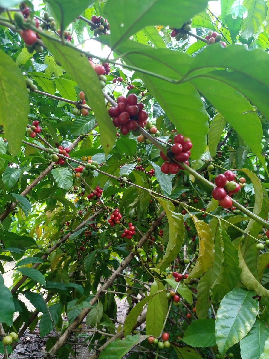 Zuccherato café - 4