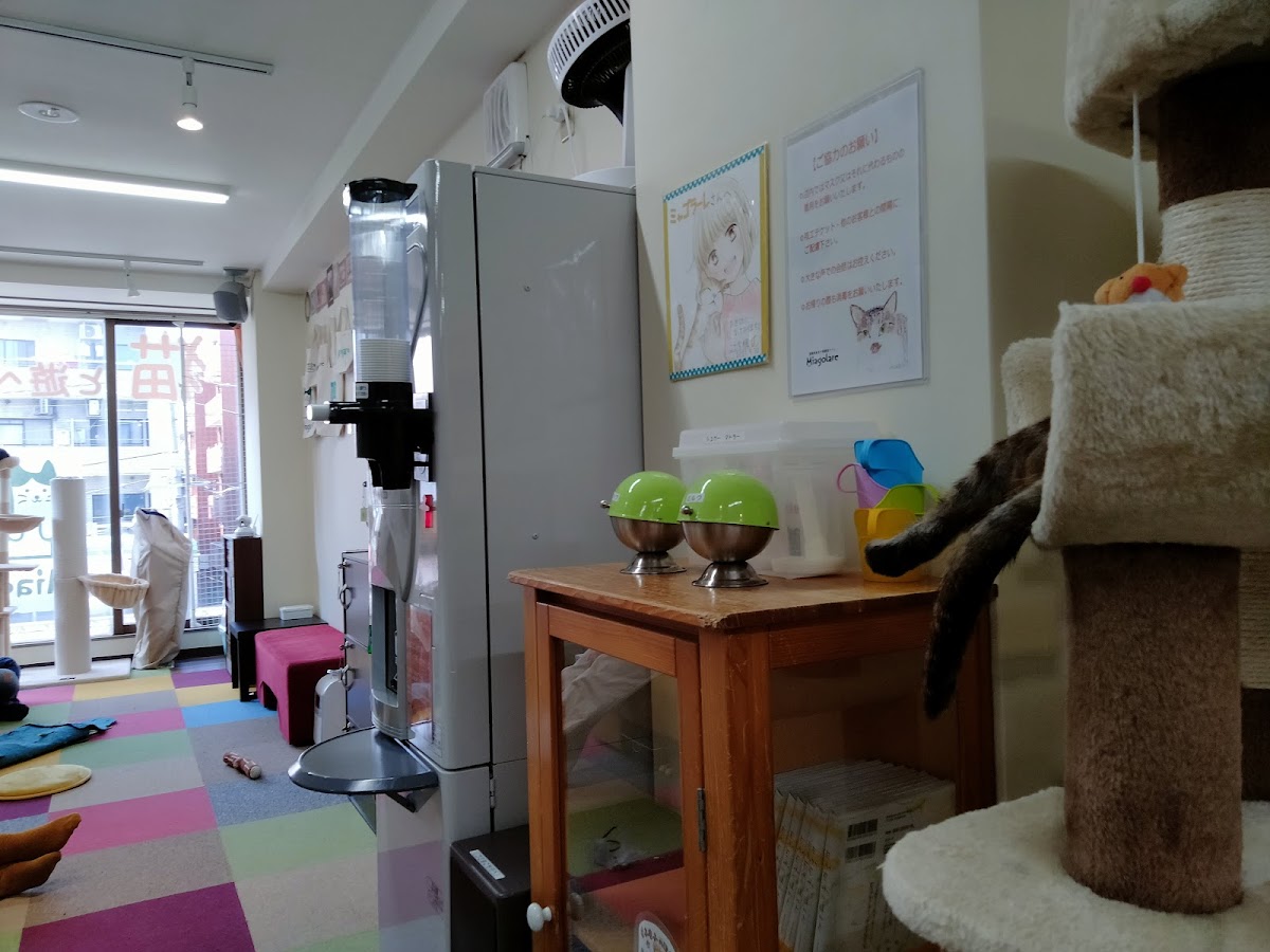 Miagolare - Cat cafe and adoption center
