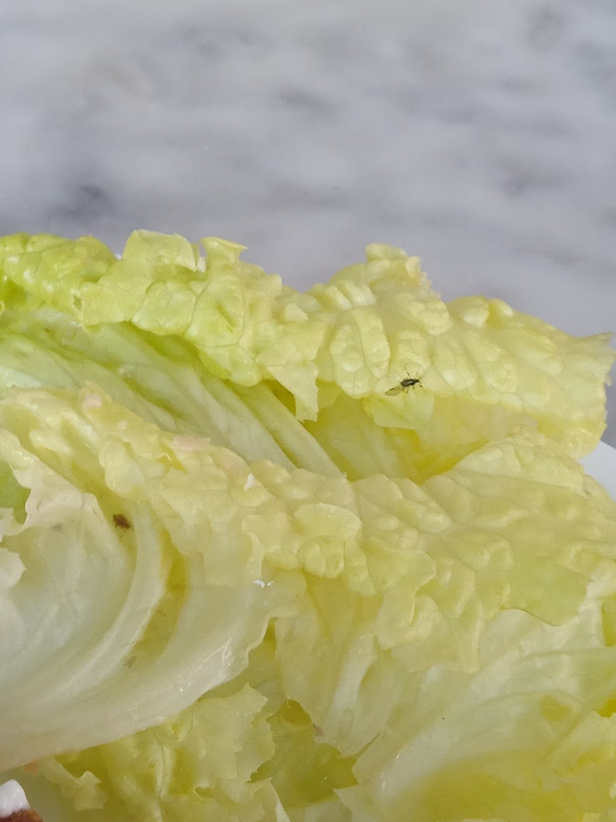 El Café de Ginés - 4