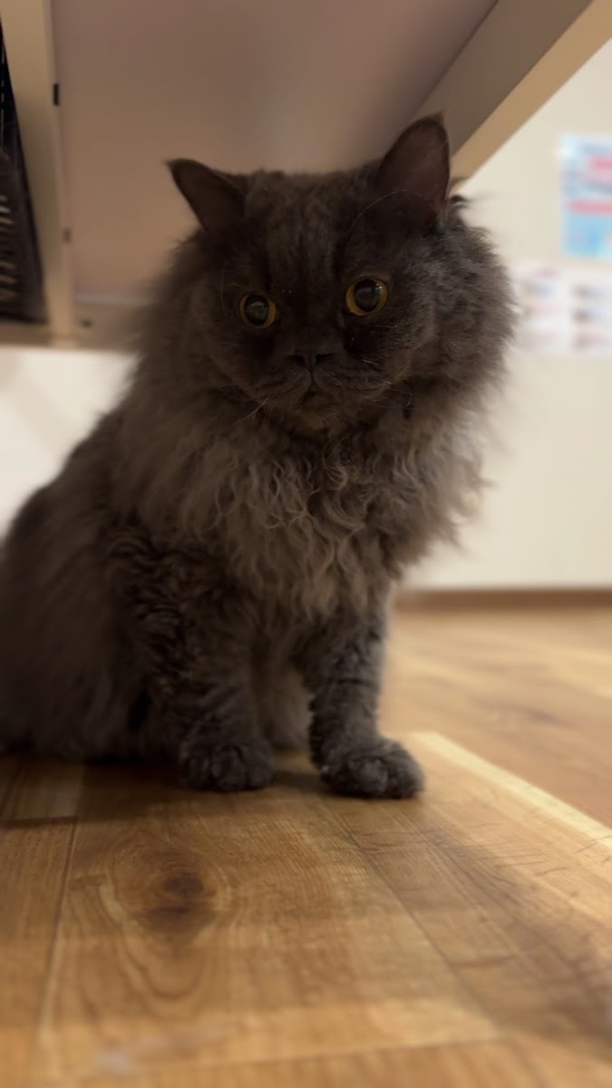 Cat Cafe-Meow Legend - 5