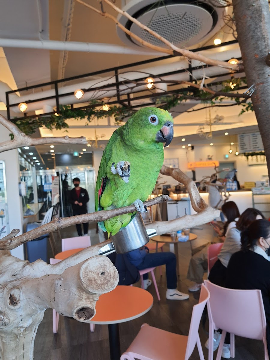 Bird Sori 앵무새카페