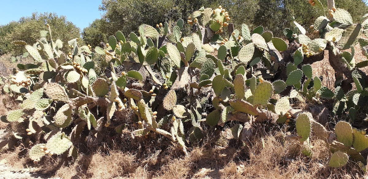 Cafe Ezzayenne مقهى الزيان - 4