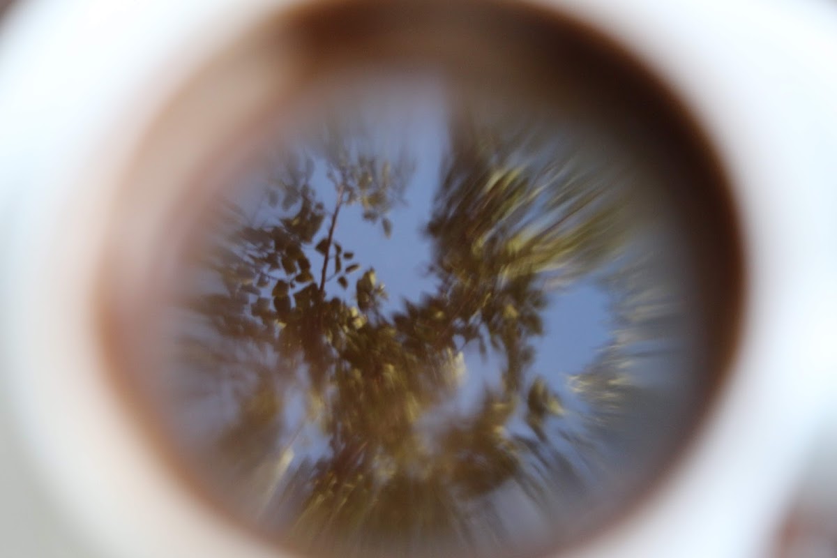 Halis Dibek Kahve - 6