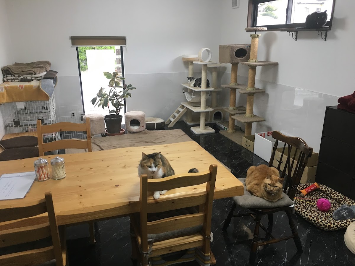 Cat Cafe Nekocyannoie