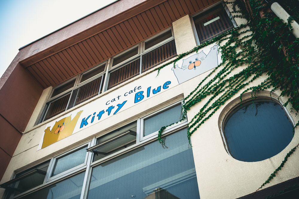 Kitty Blue