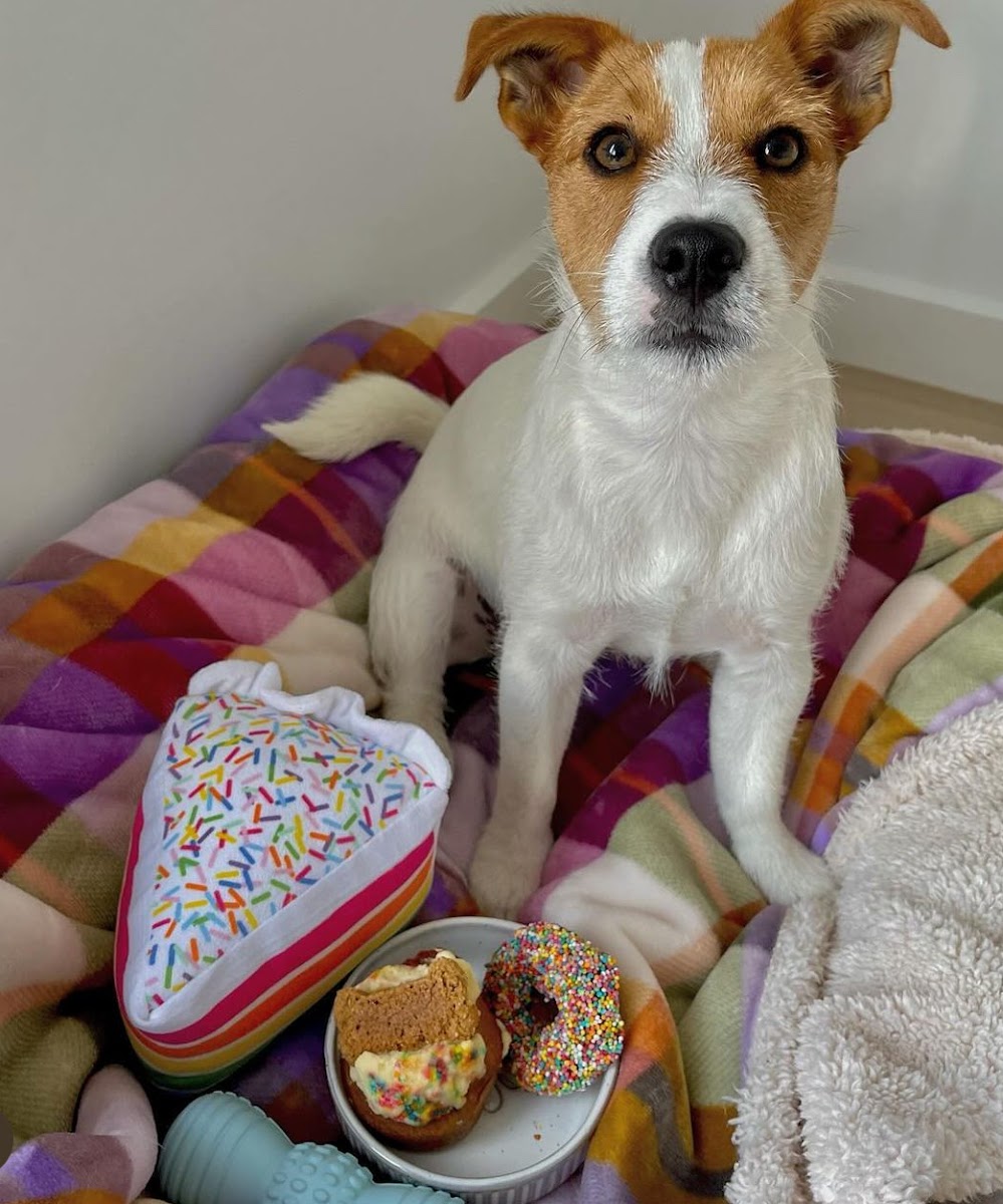 Pure Paws Dog Bakery - 5