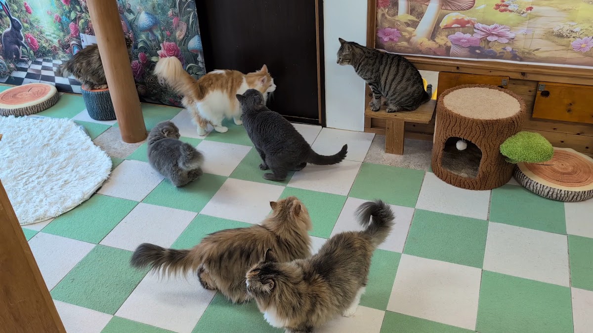 Hako bu neco八王子店