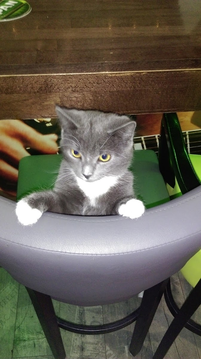 BAR CAPPUCCINO 2 - 2