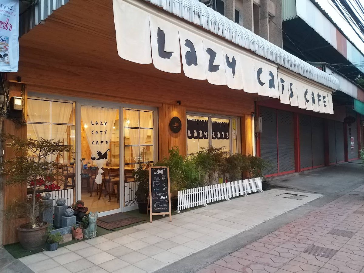 Lazy cats cafe’kan