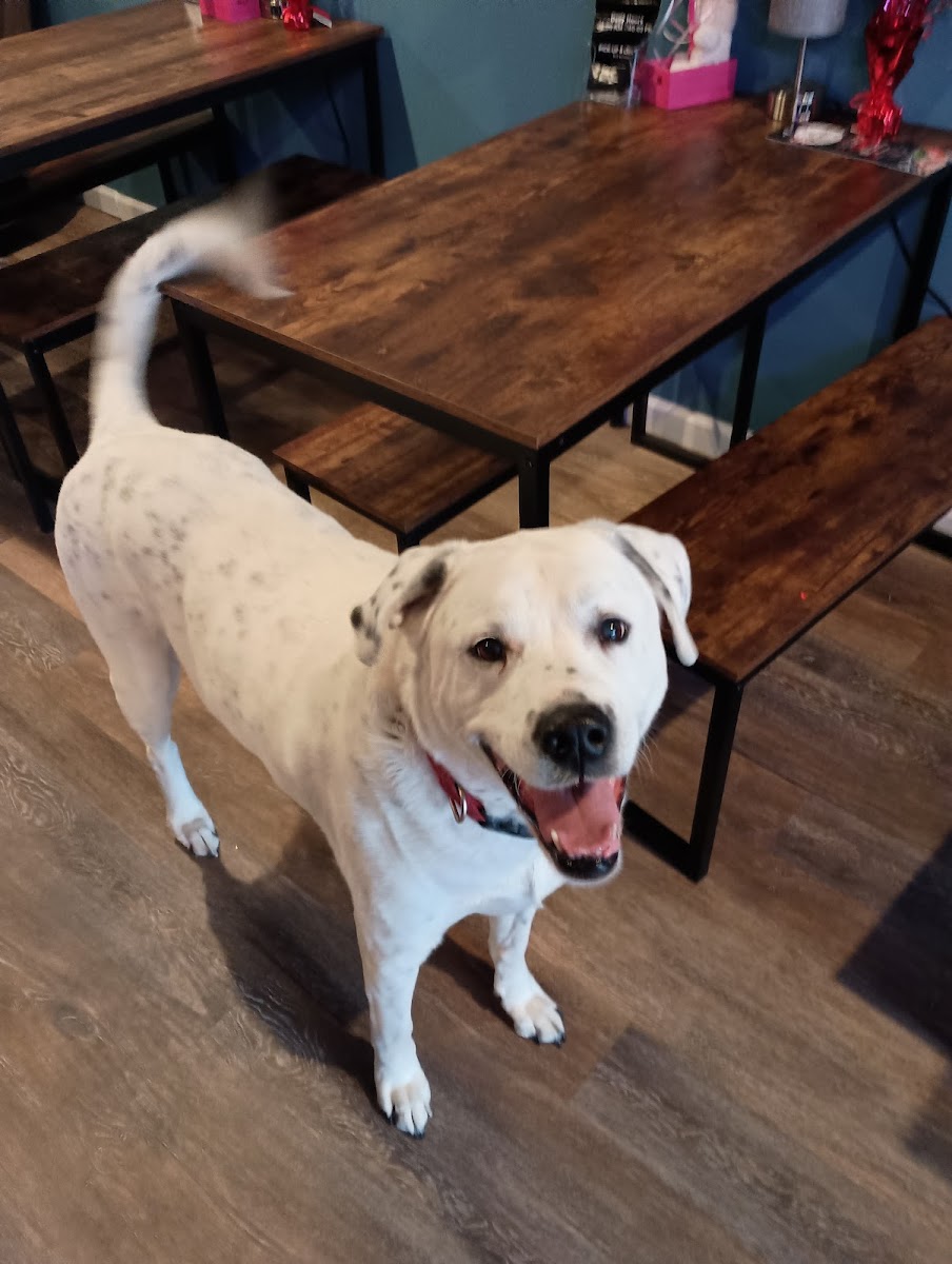 Smokey's Doggy Cafe - 8