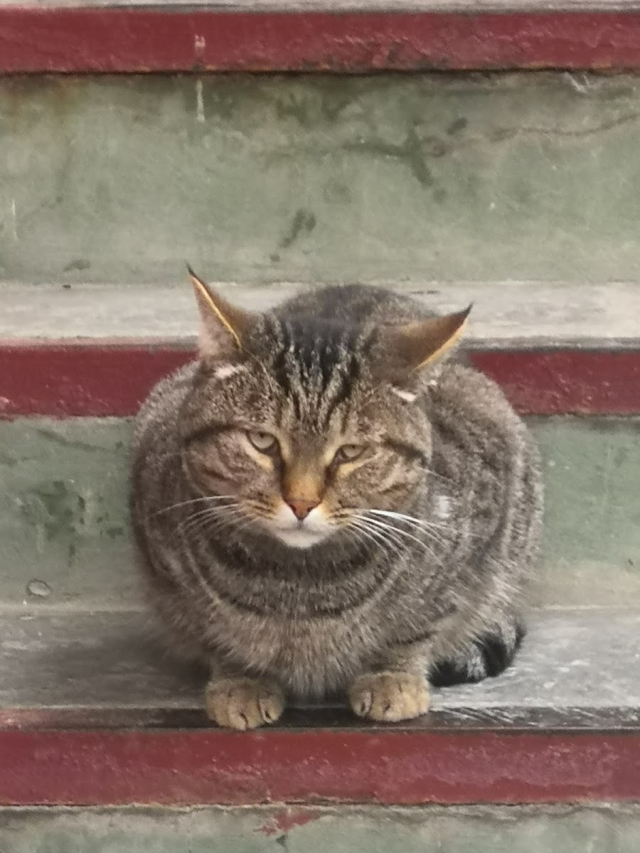 'Vkusnyy Dvorik U Mongola' - 3