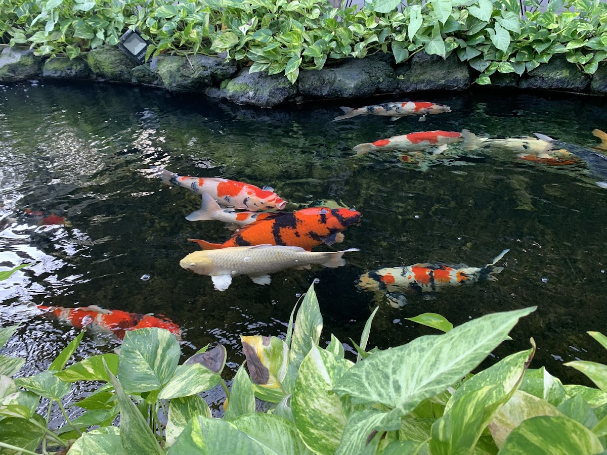 Cafe Cổ Mai Vàng - 4