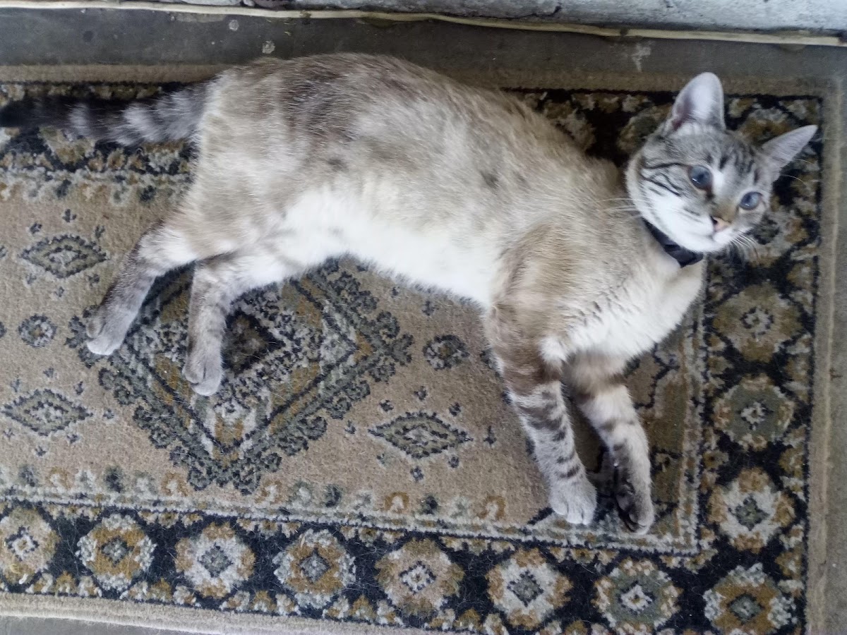 Largo Do Cruzeiro - 4