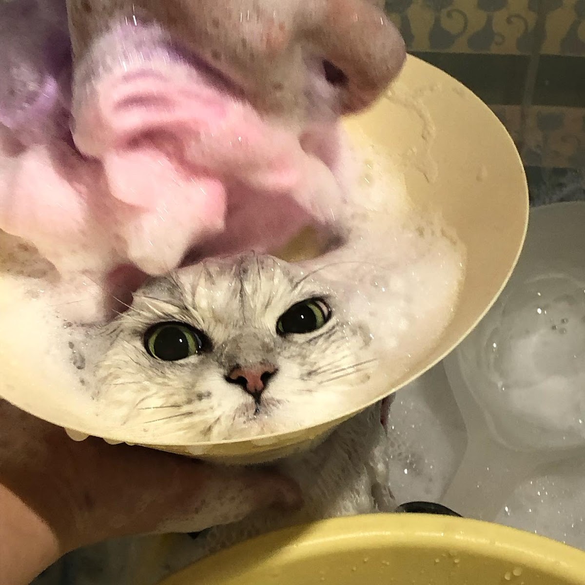 Cat Cafe Kimamana-miiko - 6