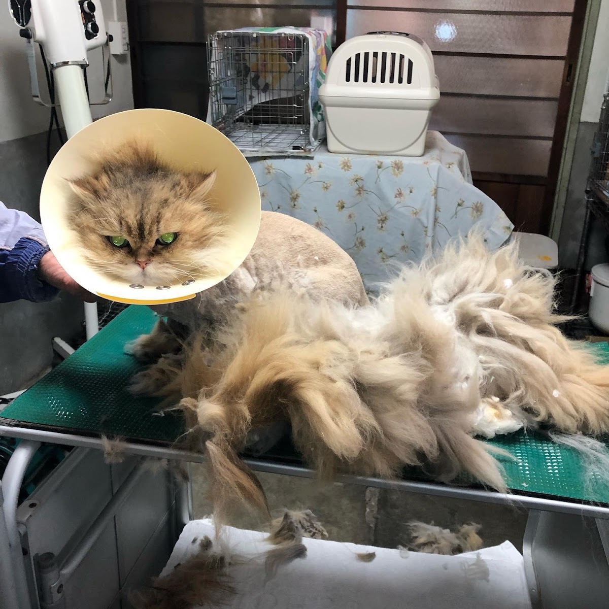 Cat Cafe Kimamana-miiko - 8