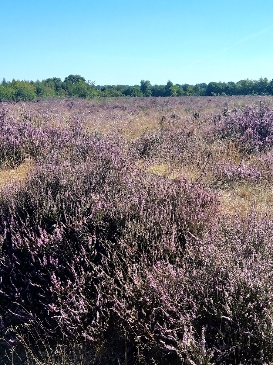 Zalencentrum De Heugte
