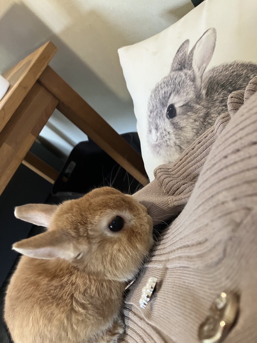 100%うさぎcafe - 3